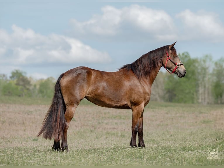 Friesian horses Mix Mare 4 years Buckskin in Vincent