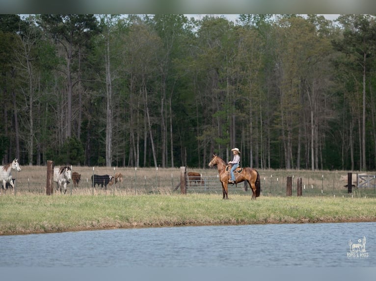 Friesian horses Mix Mare 4 years Buckskin in Vincent