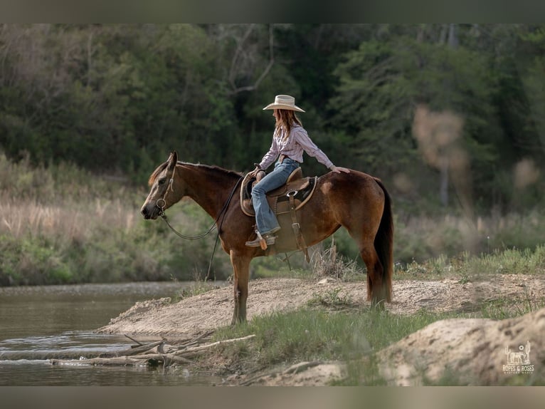 Friesian horses Mix Mare 4 years Buckskin in Vincent