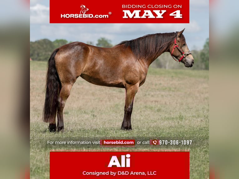 Friesian horses Mix Mare 4 years Buckskin in Vincent