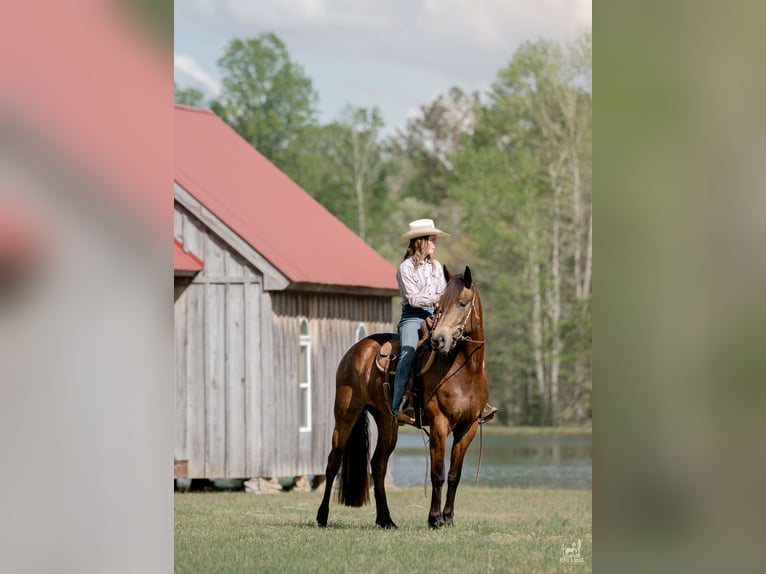Friesian horses Mix Mare 4 years Buckskin in Vincent