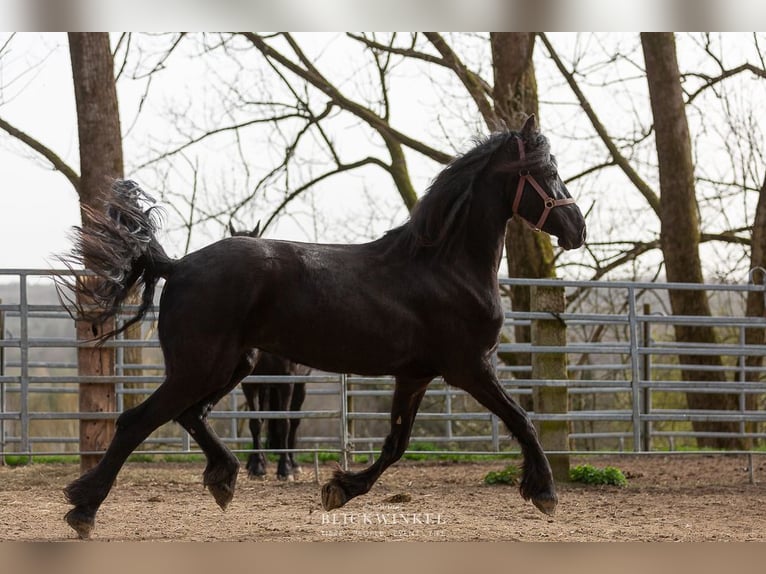 Friesian horses Mare 4 years in Sch&#xF6;llnach
