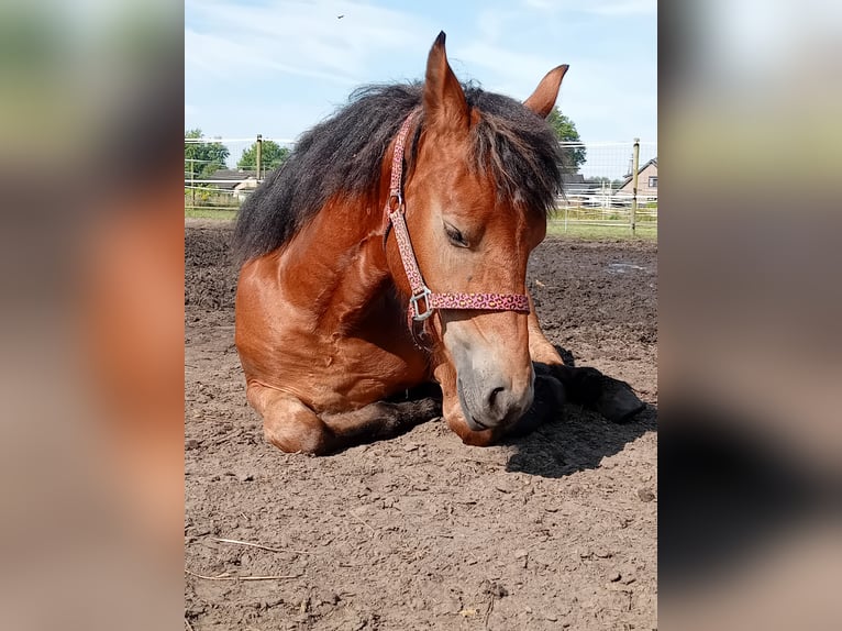 Friesian horses Mix Mare 5 years 14 hh Bay-Dark in Budel