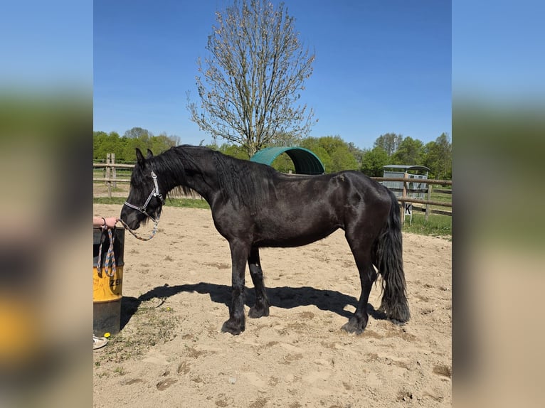 Friesian horses Mix Mare 5 years 14,2 hh Black in Linkenbach