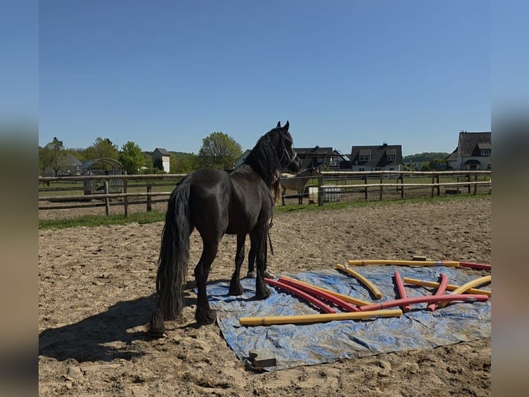 Friesian horses Mix Mare 5 years 14,2 hh Black in Linkenbach