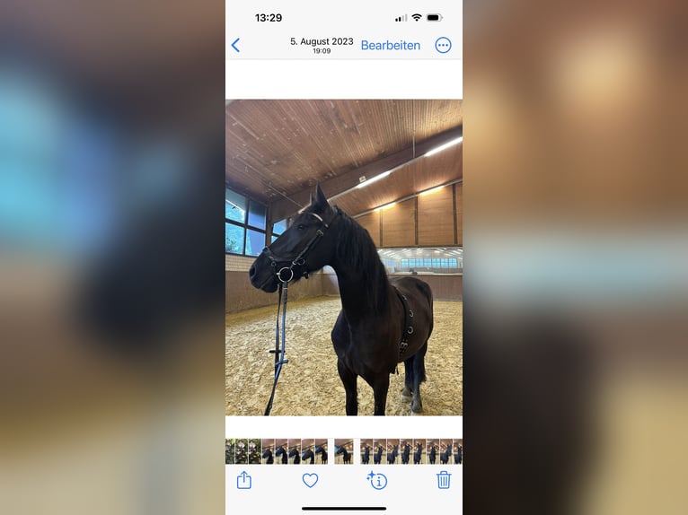 Friesian horses Mare 5 years 15,1 hh Black in Plettenberg