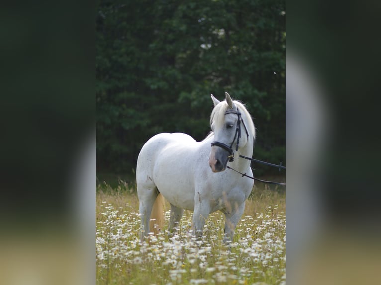 Friesian horses Mix Mare 5 years 15,1 hh Gray in Rochester