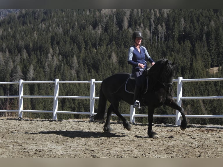 Friesian horses Mare 5 years 15,3 hh Black in Bad Kleinkirchheim