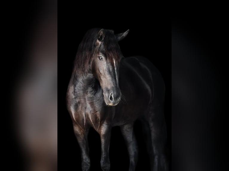 Friesian horses Mix Mare 5 years 15,3 hh Black in Windhagen