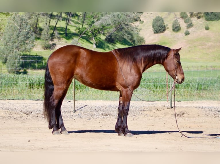 Friesian horses Mare 5 years 15 hh Bay in Tres Pinos