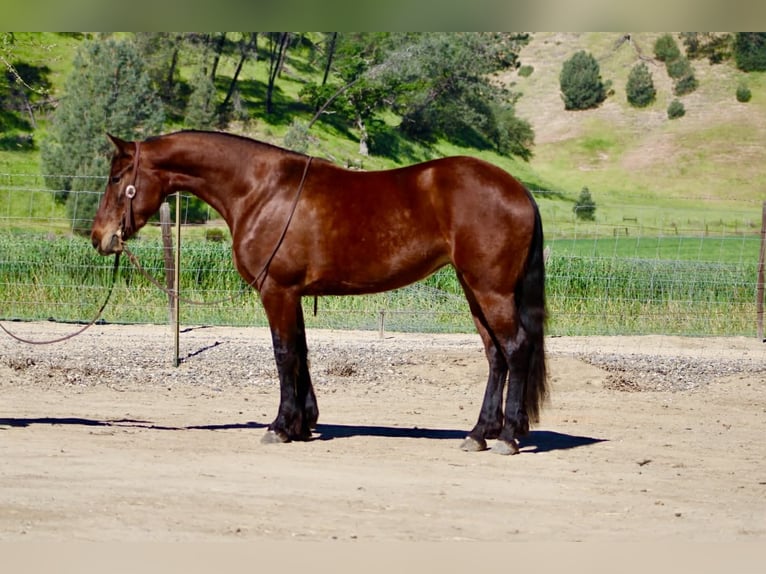 Friesian horses Mare 5 years 15 hh Bay in Tres Pinos