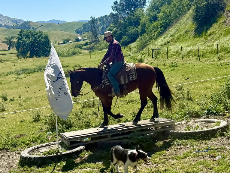 Friesian horses Mare 5 years 15 hh Bay in Tres Pinos