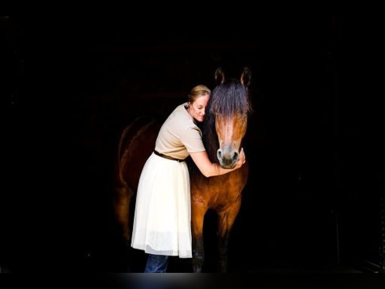 Friesian horses Mix Mare 5 years 15 hh Bay in Dundee
