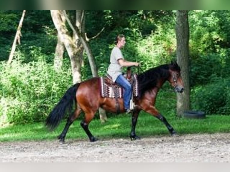 Friesian horses Mix Mare 5 years 15 hh Bay in Dundee