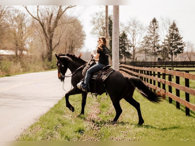 Friesian horses Mare 5 years 15 hh Bay in Temecula