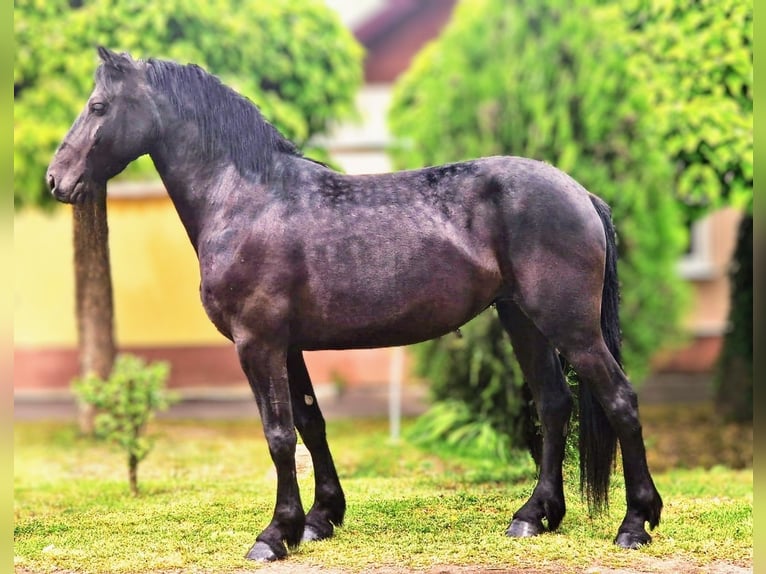 Friesian horses Mix Mare 5 years 15,1 hh Black in B&#xE9;k&#xE9;scsaba