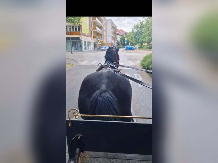 Friesian horses Mix Mare 5 years 15,1 hh Black in B&#xE9;k&#xE9;scsaba