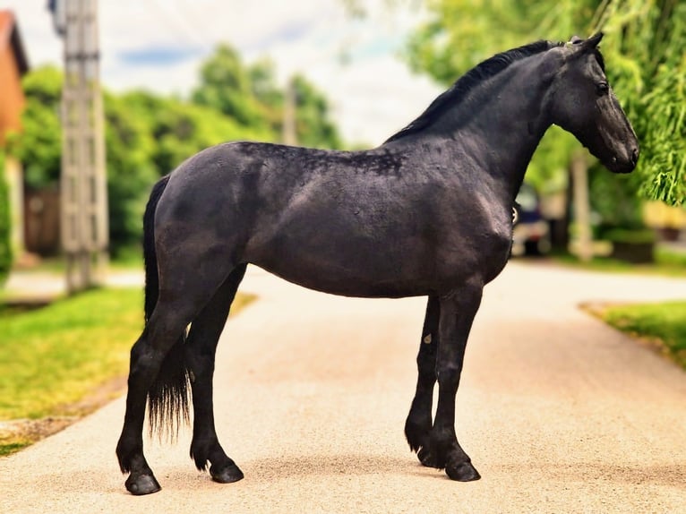 Friesian horses Mix Mare 5 years 15,1 hh Black in B&#xE9;k&#xE9;scsaba