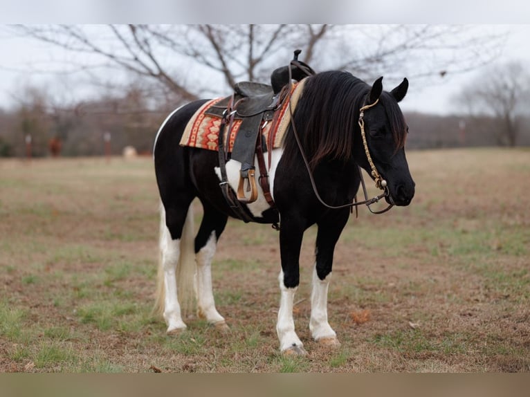Friesian horses Mare 5 years 15,1 hh Pinto in Quitman