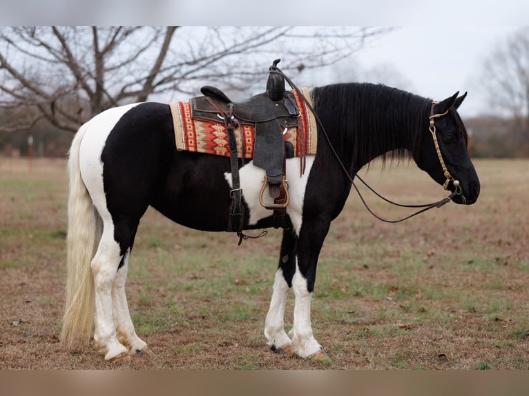 Friesian horses Mare 5 years 15,1 hh Pinto in Quitman