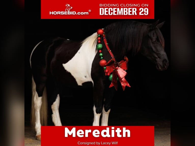 Friesian horses Mare 5 years 15,1 hh Pinto in Quitman