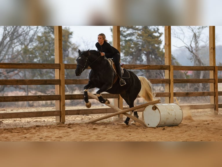 Friesian horses Mare 5 years 15,1 hh Pinto in Quitman