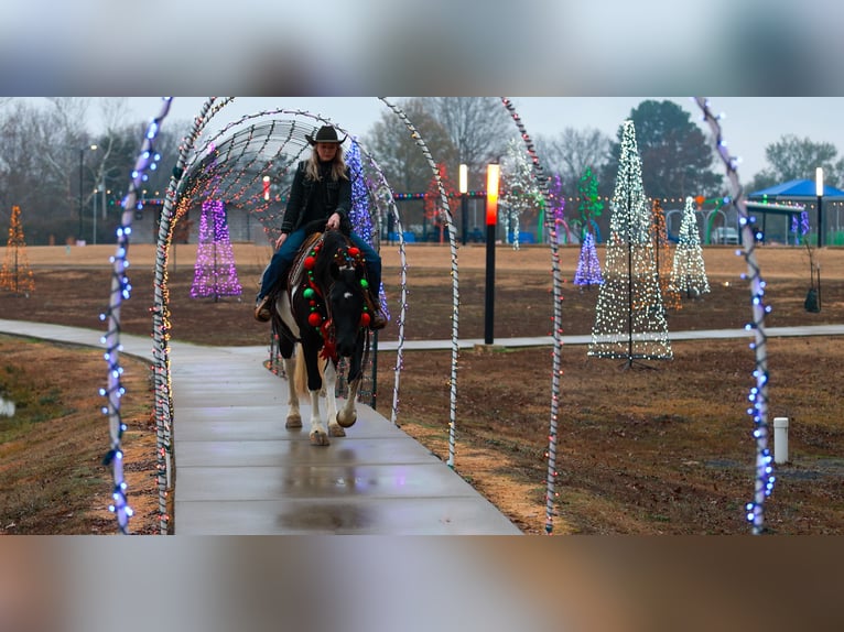 Friesian horses Mare 5 years 15,1 hh Pinto in Quitman