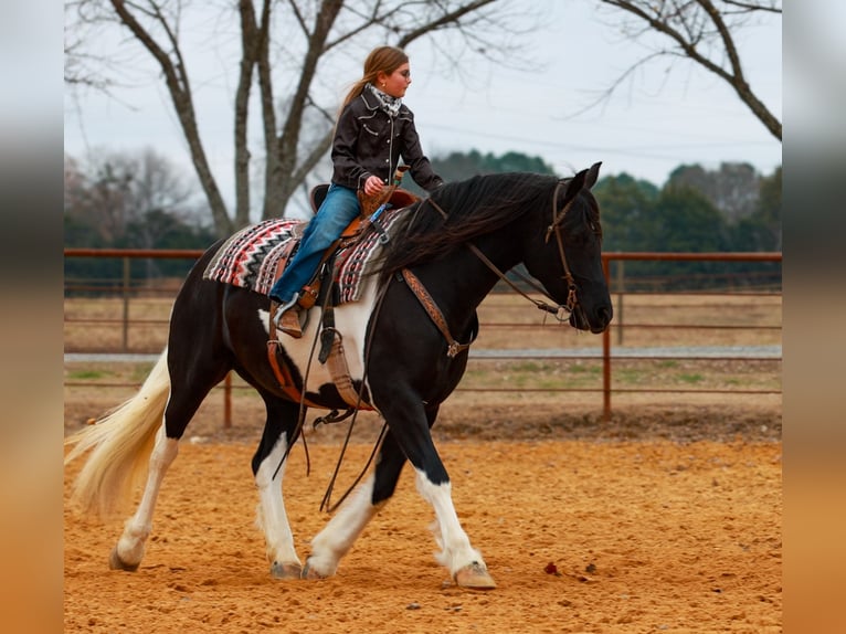 Friesian horses Mare 5 years 15,1 hh Pinto in Quitman