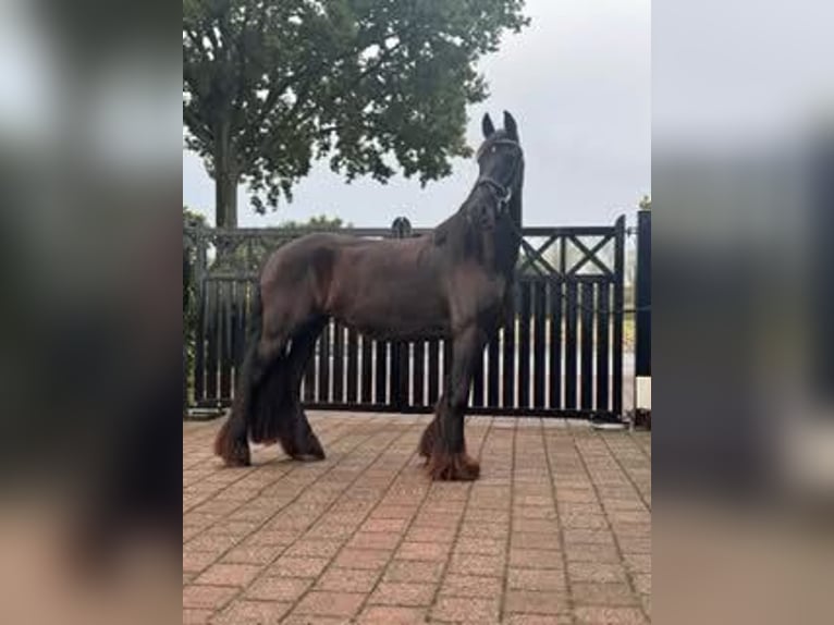 Friesian horses Mare 5 years 15,2 hh Black in Achtmaal Friesian horses Mare 5 years 15,2 hh Black in Achtmaal