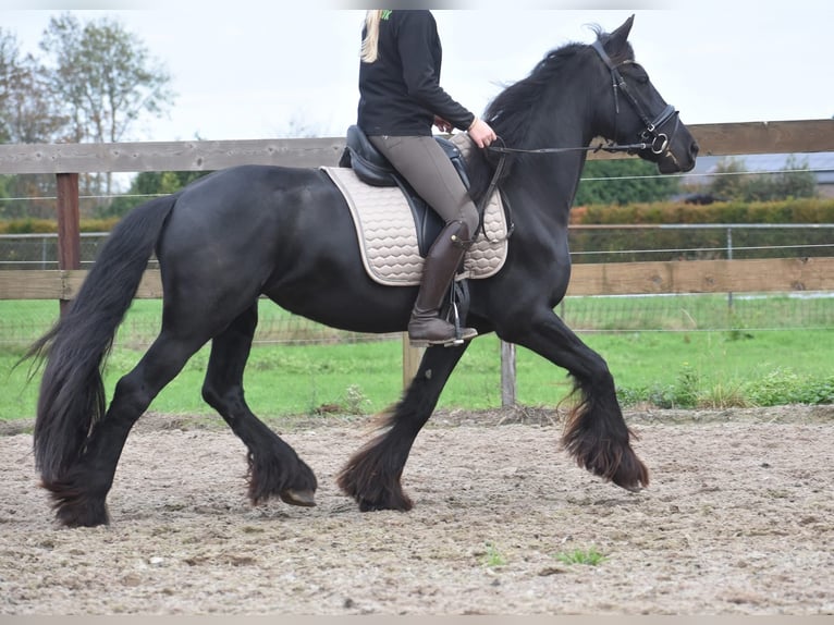 Friesian horses Mare 5 years 15,2 hh Black in Achtmaal Friesian horses Mare 5 years 15,2 hh Black in Achtmaal