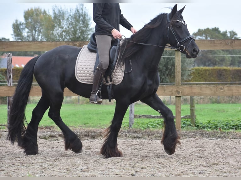 Friesian horses Mare 5 years 15,2 hh Black in Achtmaal Friesian horses Mare 5 years 15,2 hh Black in Achtmaal