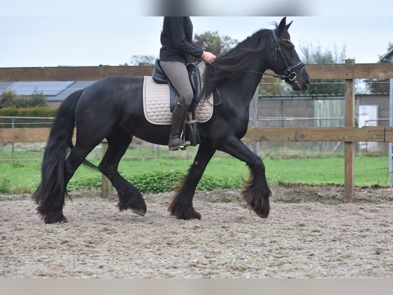 Friesian horses Mare 5 years 15,2 hh Black in Achtmaal Friesian horses Mare 5 years 15,2 hh Black in Achtmaal
