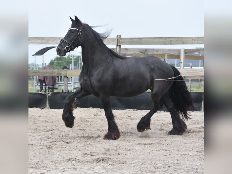 Friesian horses Mare 5 years 15,2 hh Black in Achtmaal Friesian horses Mare 5 years 15,2 hh Black in Achtmaal