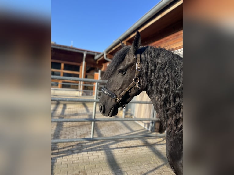 Friesian horses Mare 5 years 15,3 hh Black in Feldkirchen-Westerham