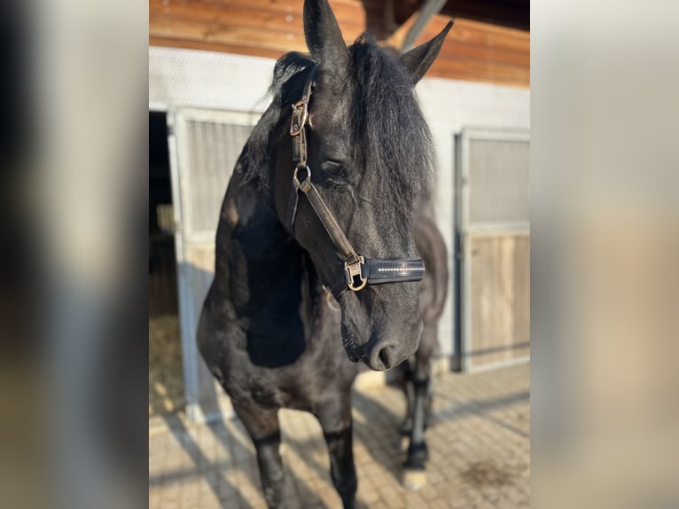 Friesian horses Mare 5 years 15,3 hh Black in Feldkirchen-Westerham