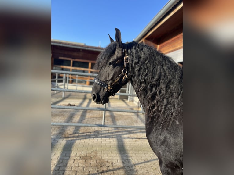 Friesian horses Mare 5 years 15,3 hh Black in Feldkirchen-Westerham