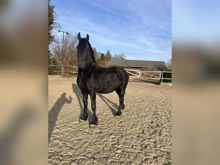 Friesian horses Mare 5 years 15,3 hh Black in Feldkirchen-Westerham