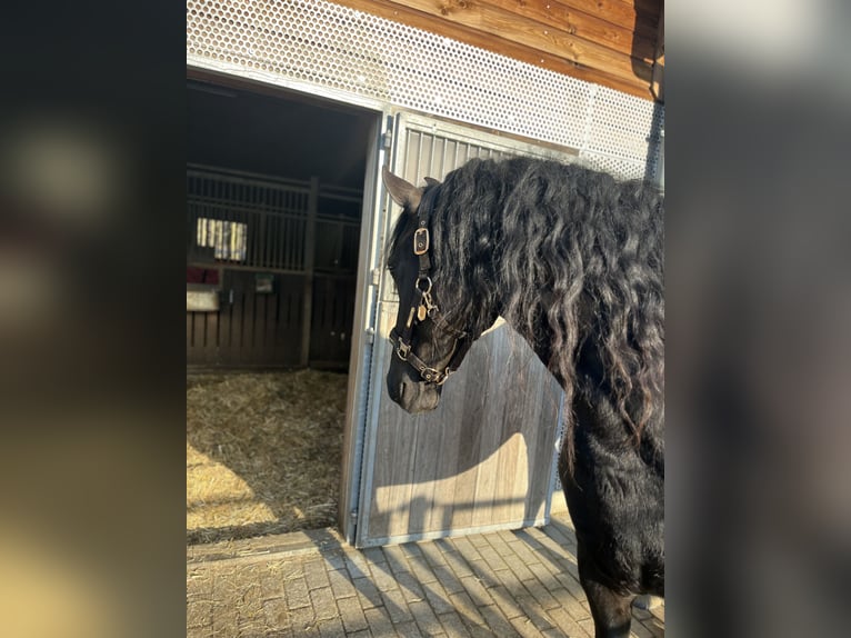 Friesian horses Mare 5 years 15,3 hh Black in Feldkirchen-Westerham