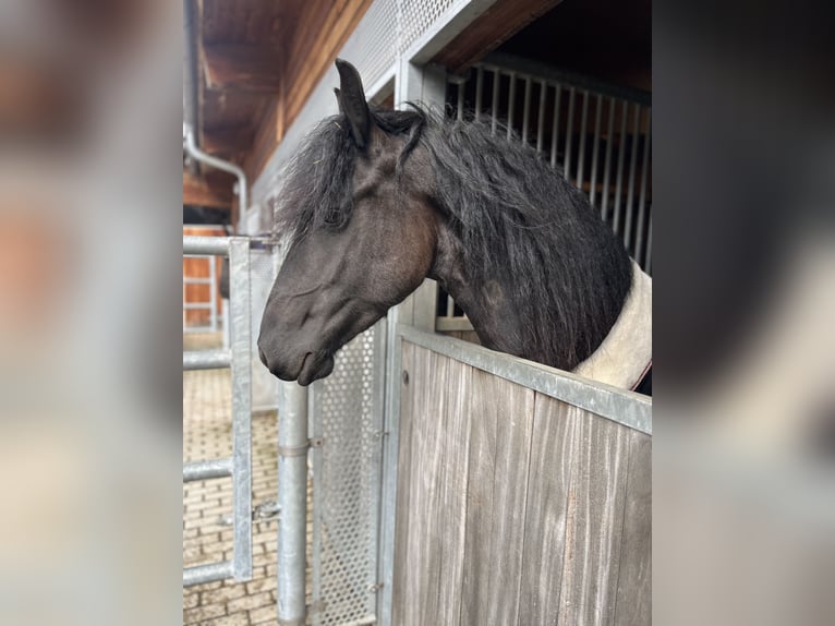 Friesian horses Mare 5 years 15,3 hh Black in Feldkirchen-Westerham