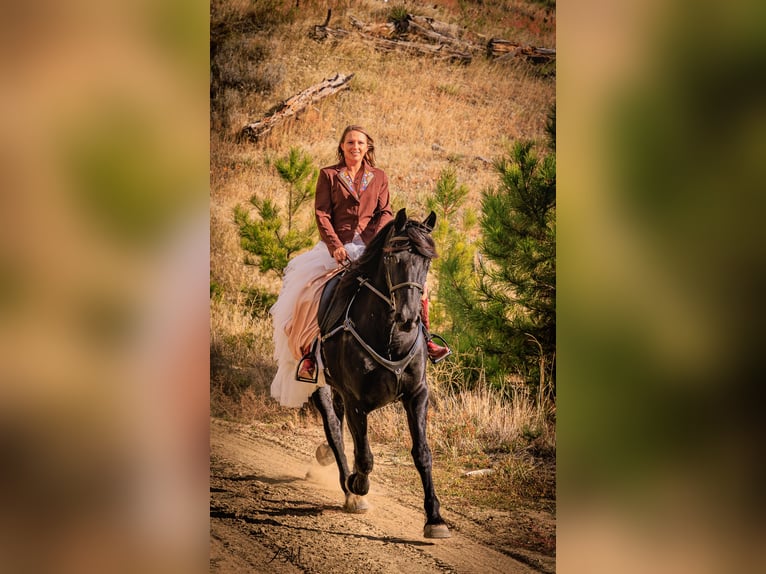 Friesian horses Mare 5 years 15,3 hh Black in Billings