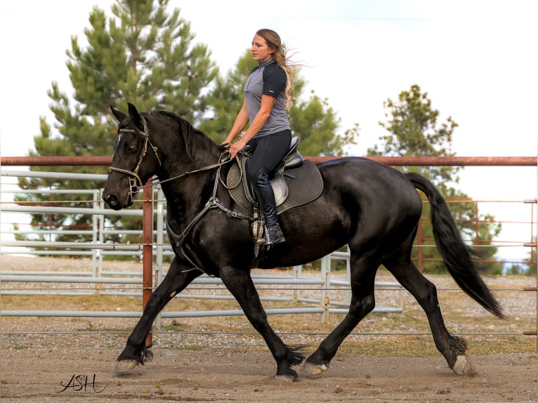 Friesian horses Mare 5 years 15,3 hh Black in Billings
