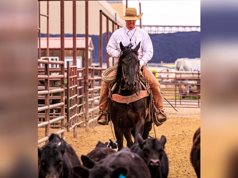 Friesian horses Mare 5 years 15,3 hh Black in Billings