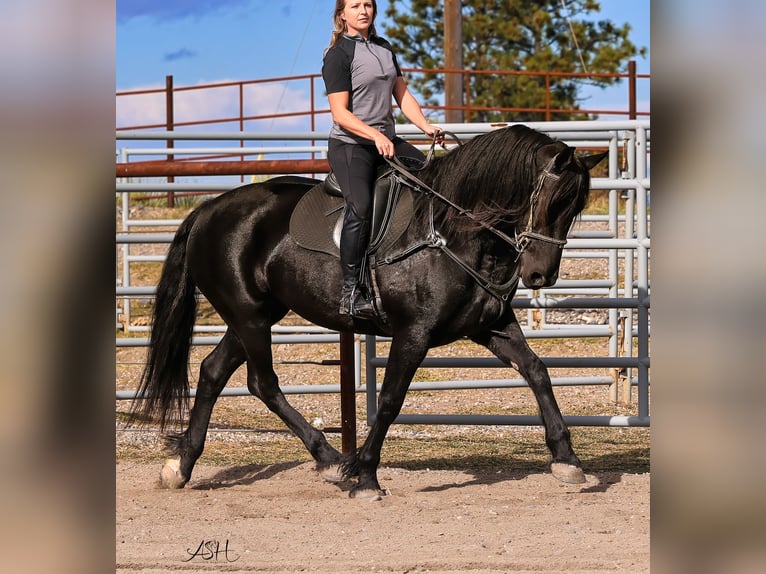 Friesian horses Mare 5 years 15,3 hh Black in Billings