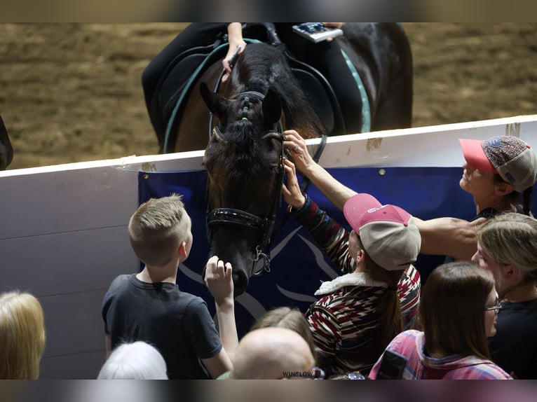 Friesian horses Mare 5 years 15,3 hh Black in Dundee, OH