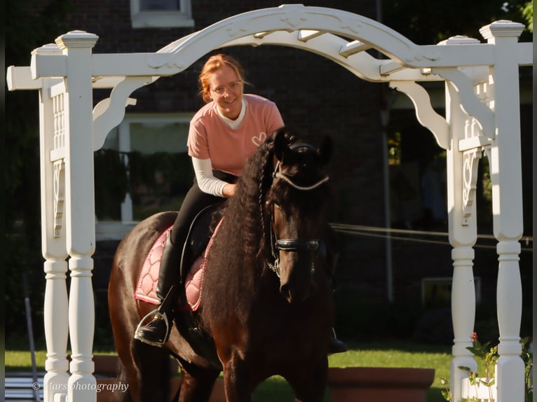 Friesian horses Mare 5 years 15,3 hh Black in Dundee, OH