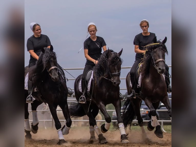 Friesian horses Mare 5 years 15,3 hh Black in Dundee, OH