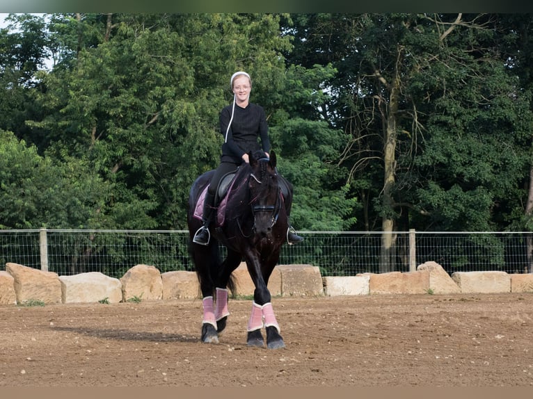 Friesian horses Mare 5 years 15,3 hh Black in Dundee, OH