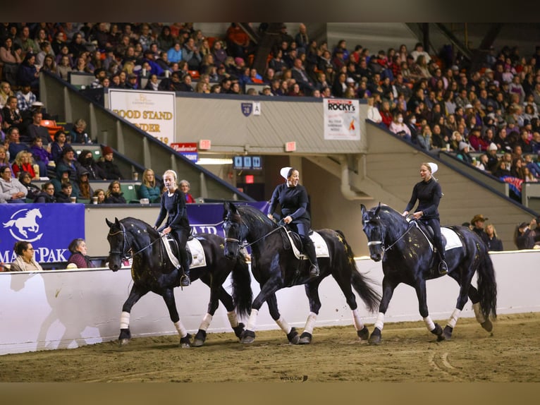 Friesian horses Mare 5 years 15,3 hh Black in Dundee, OH