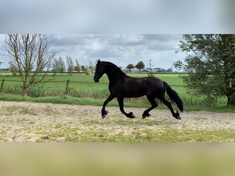 Friesian horses Mare 5 years 16,1 hh Black in Nes