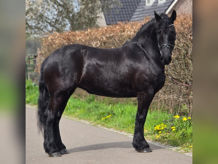 Friesian horses Mare 5 years 16.1 hh Black in Someren
